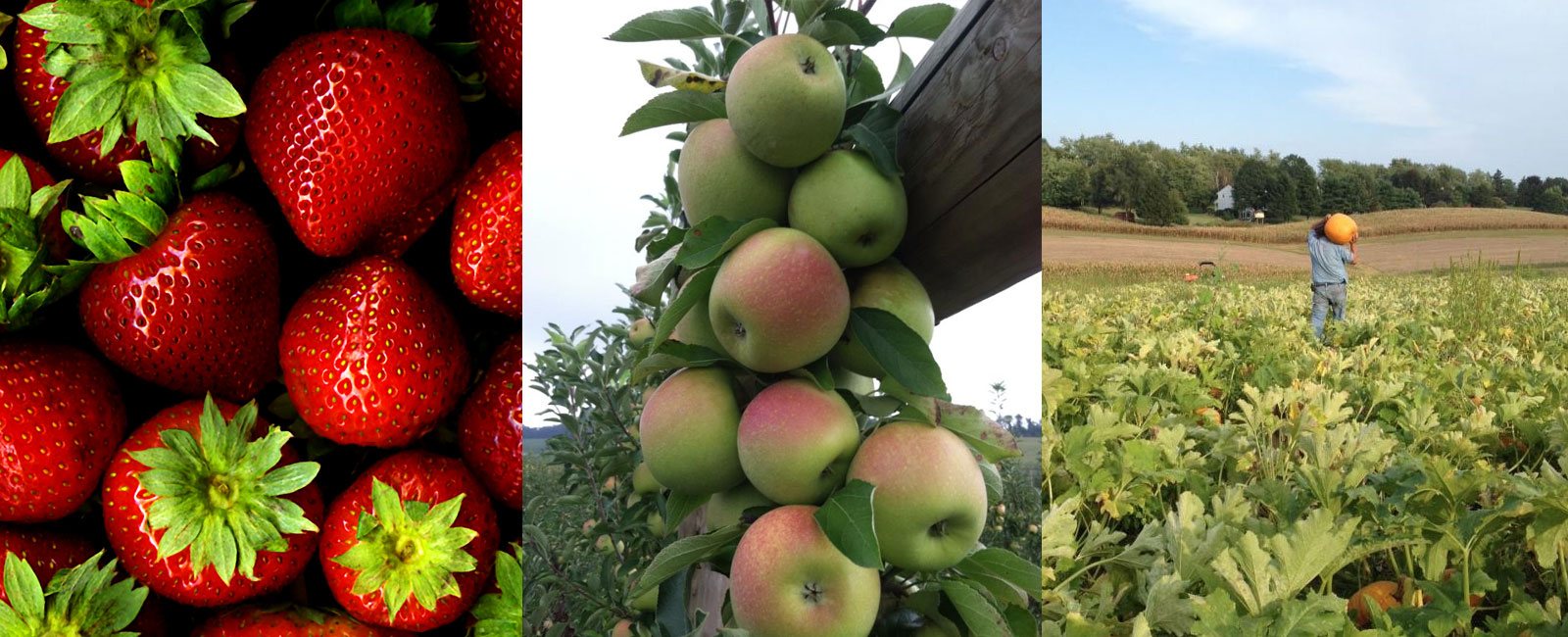 pick-you-own fruits and vegetables including strawberry picking, apple picking, pumpkin picking and more at grim's family orchard and family farm